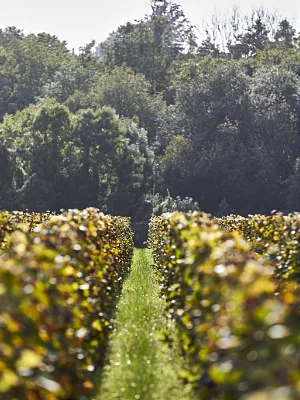 Vigneron Indépendant Champagne Jean-Marie Massonnot à Coulomme-la-Montagne