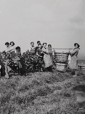 Vigneron Indépendant Champagne Jean-Marie Massonnot à Coulomme-la-Montagne